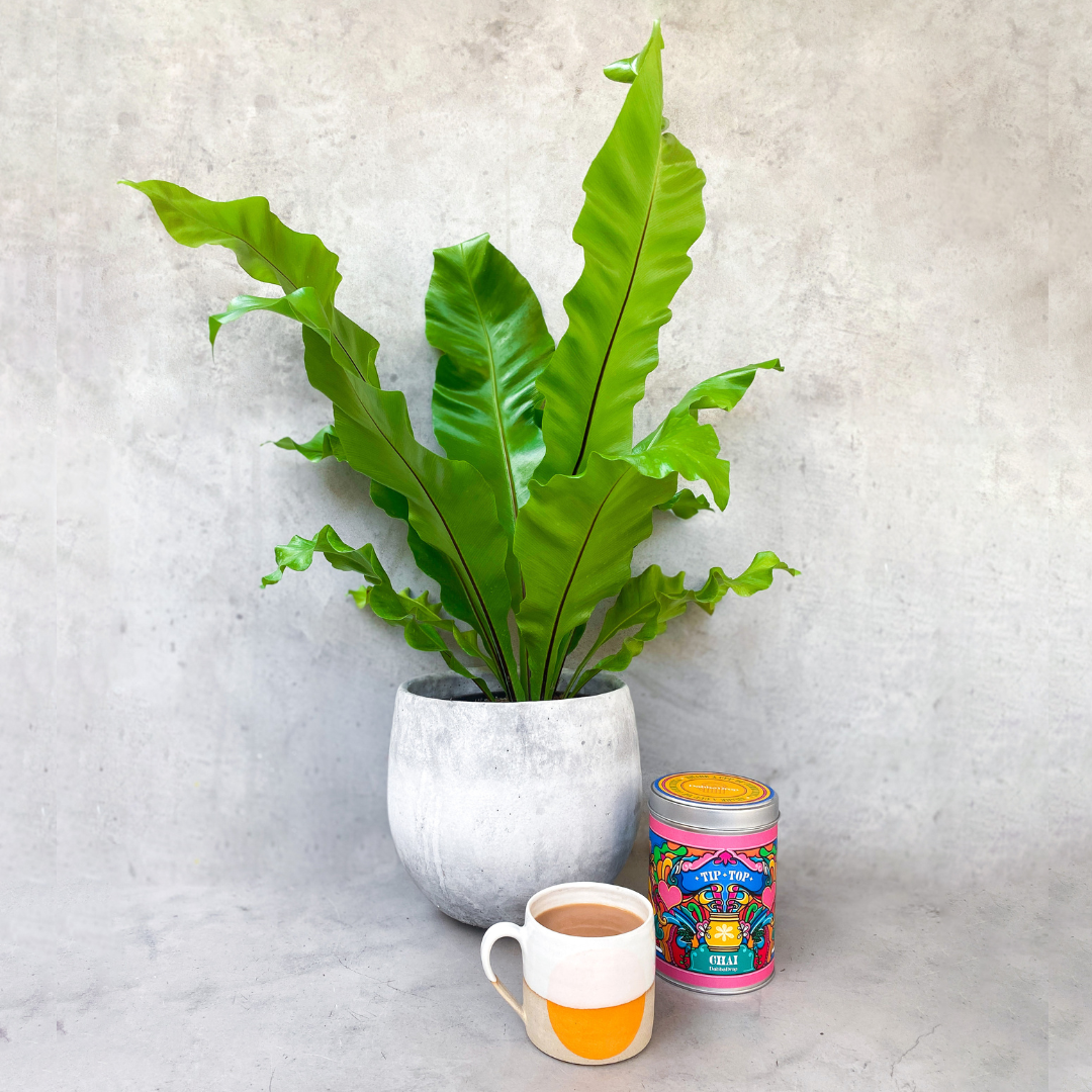 Mother's Day Bundle